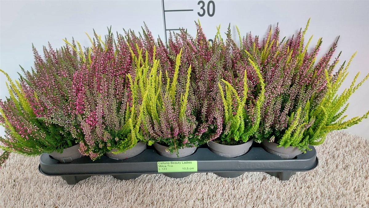 Herbst Blumenset Nr. 4 – Calluna, Alpenveilchen, Viola Stiefmütterchen & Silberblatt – Winterhart, Gärtnerqualität Vom Niederrhein