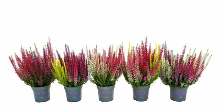 Calluna v.  'Starlight'® Trio mix