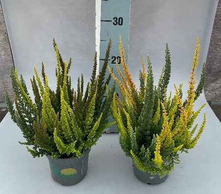 Calluna vulg. 'B. Ladies'® Skyline trio