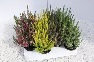 Calluna vulg. 'Beauty Ladies'® mix