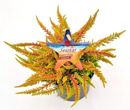 Calluna vulg. 'Beauty Ladies® Seastar'
