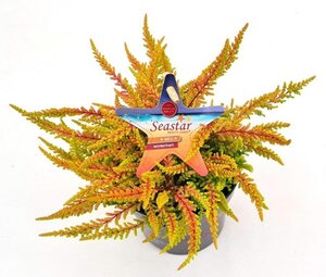 Calluna vulg. 'Beauty Ladies® Seastar'