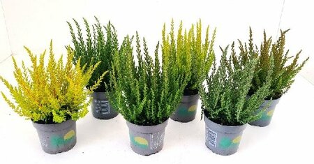 Calluna vulg. 'Beauty Ladies'® Skyline