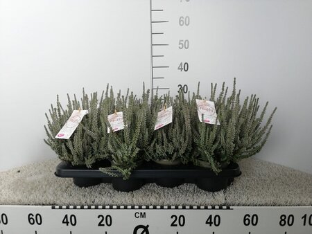 Calluna vulg. 'Garden Girl® Fluffy'