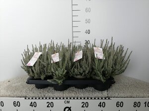 Calluna vulg. 'Garden Girl® Fluffy'