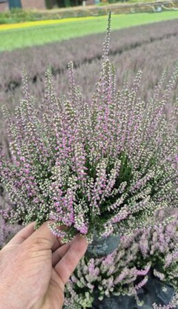 Calluna vulg. 'Garden Girls'® lilac/purple  P12