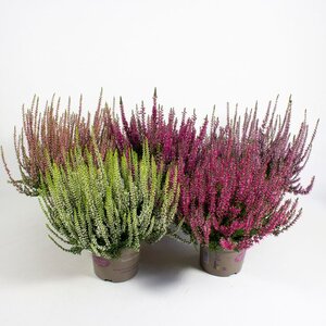 Calluna vulg. 'Garden Girls'® mix P12