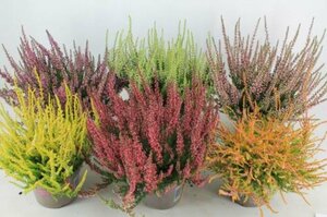 Calluna vulg. 'Garden Girls'® mix