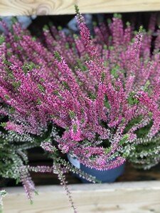 Calluna vulg. 'Garden Girls'® mix