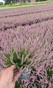 Calluna vulg. 'Garden Girls'® pink P12