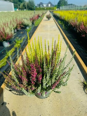 Calluna vulg. 'Garden Girls'® trio