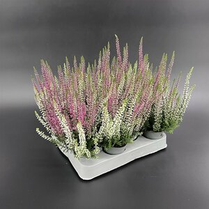 Calluna vulg. 'Garden Girls'® twin