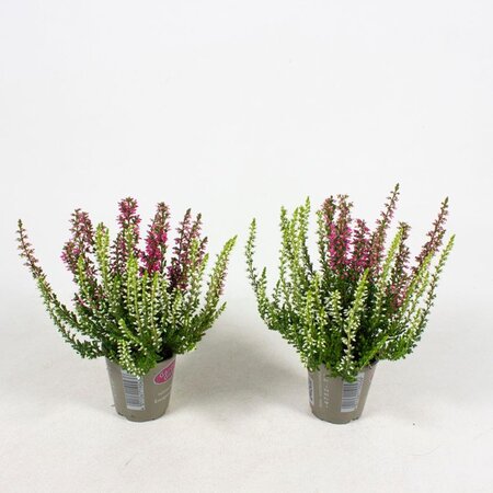 Calluna vulg. 'Garden Girls'® twin  P7