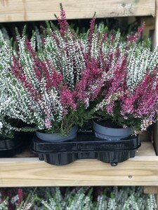 Calluna vulg. 'Garden Girls'® twin