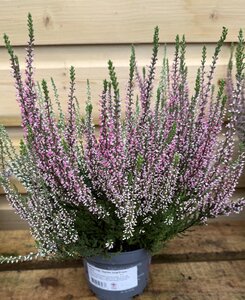 Calluna vulg. 'Garden Girls'® twin