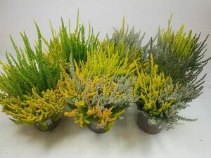 Calluna vulg. 'Sunset'® trio