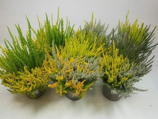 Calluna vulg. 'Sunset'® trio - D and M Garden Centre