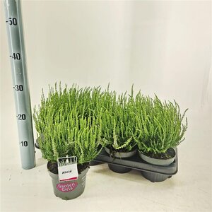 Calluna vulgaris 'Alicia' P13