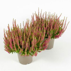 Calluna vulgaris 'Red Sun'