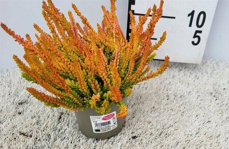 Calluna vulgaris 'Sunset'® Zoë