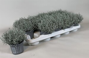 Calocephalus brownii P10.5
