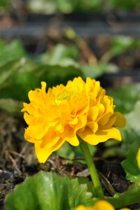 Caltha palustris 'Plena'