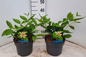 Calycanthus 'Venus'