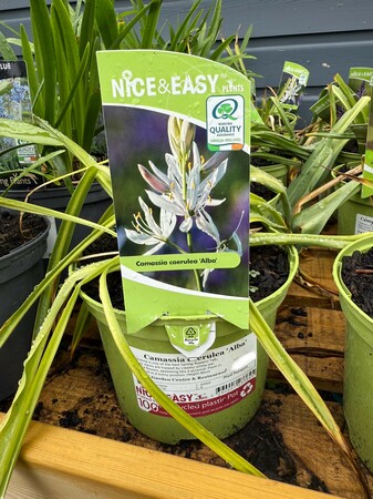 Camassia caerulea 'Alba'