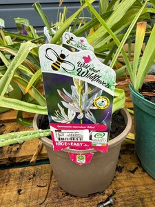 Camassia caerulea 'Alba'