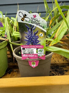 Camassia coerulea Dark Blue