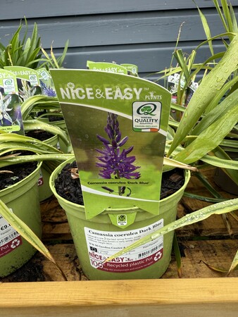Camassia coerulea Dark Blue