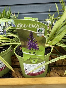 Camassia coerulea Dark Blue
