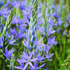 Camassia coerulea Dark Blue