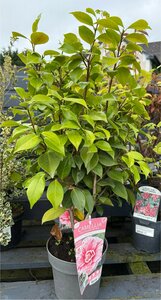 Camellia j. 'Bonomiana'