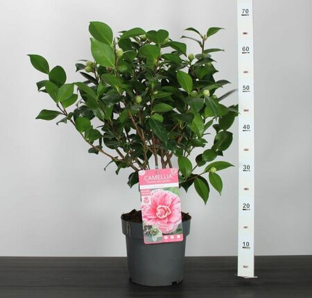 Camellia j. 'Bonomiana'
