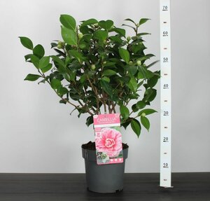Camellia j. 'Bonomiana'
