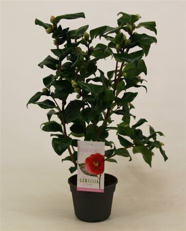 Camellia j. 'Dr. King'