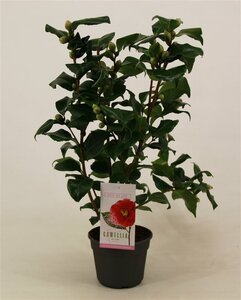 Camellia j. 'Dr. King'
