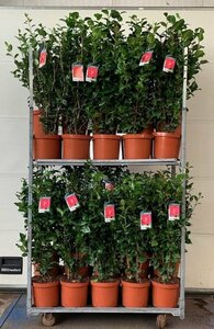 Camellia mix* 10 Ltr pot