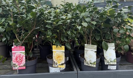 Camellia mix 3ltr 