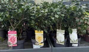 Camellia mix 3ltr 
