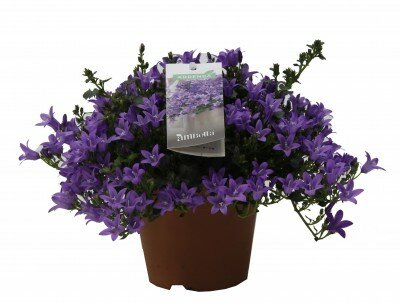 Camp.add.intense purple