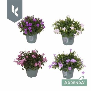 Campanula addenda® mix²