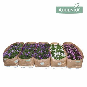 Campanula addenda® mix P10.5