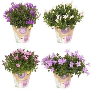 Campanula addenda® mix