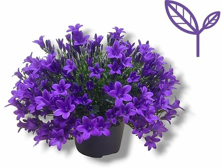 Campanula 'Ambella® Intense Purple'