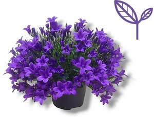 Campanula 'Ambella® Intense Purple'