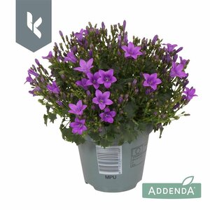 Campanula 'Ambella® Intense Purple'²