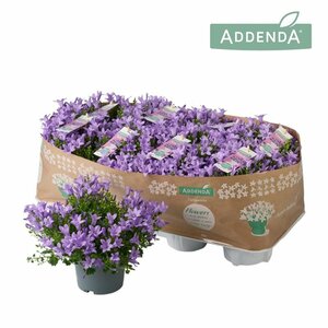 Campanula 'Ambella® Lavender'² P12