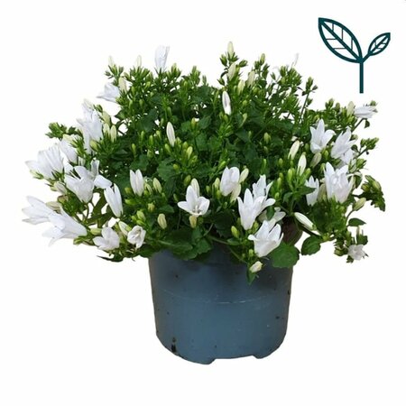 Campanula 'Ambella® White'²